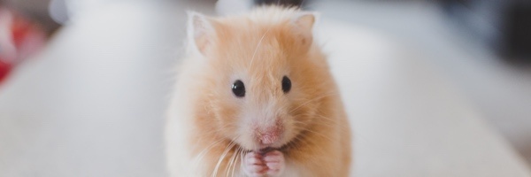 pets-hamster-divider3
